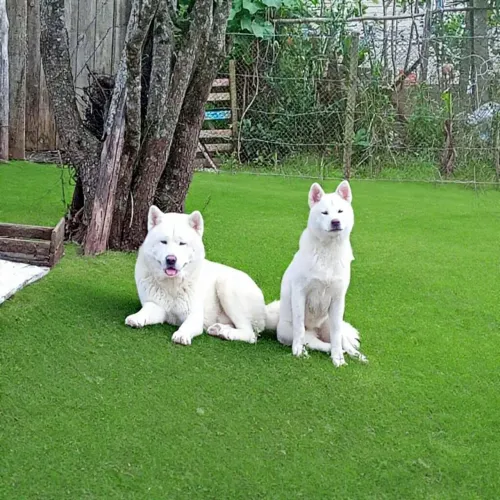 Akita Inu