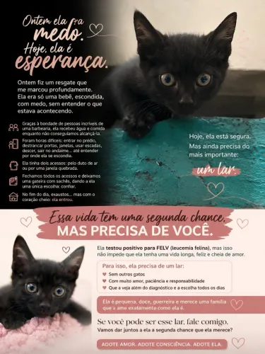 Gatinha para adoção (FELV+)