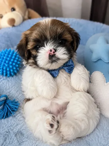 Uma gracinha vários filhotes de Lhasa apso macho 