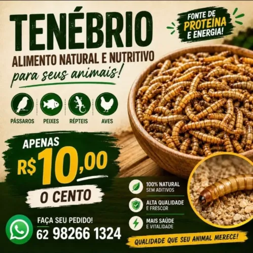 Tenebrios molitor