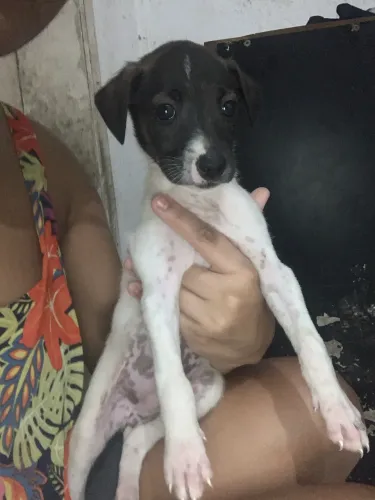 Adoção somente 2 femeas disponiveis