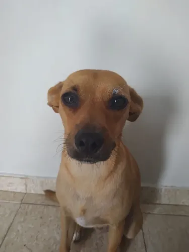 Doação - Cadela - Caramelo - Castrada