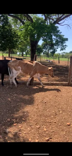 Vendo 3 vacas novas 
