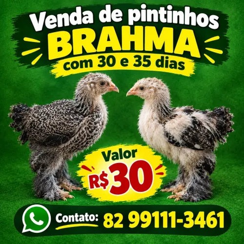 Pintinhos Brahma