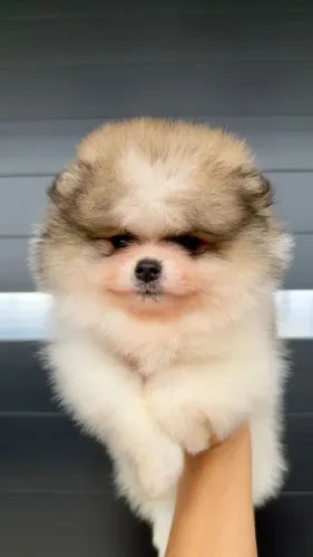 Filhote Spitz alemão anão macho