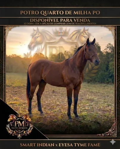 Potro Quarto de Milha PO