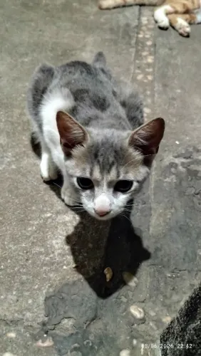 Gatinho macho pra adoção 