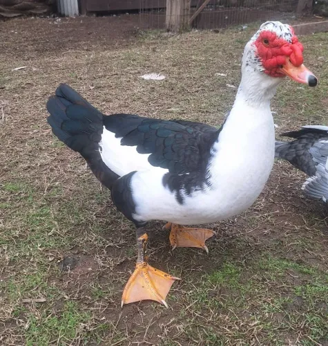 Vendo PATOS!!!!