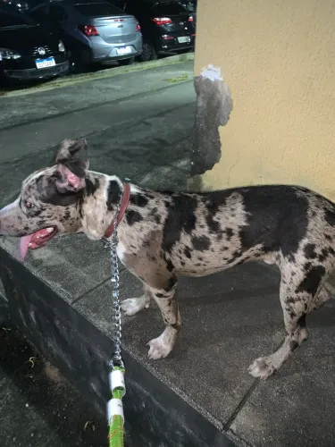 Pitbull Filhote