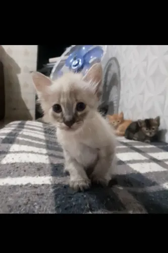 Gatinha fêmea pra adoção! 