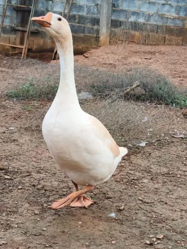 Ganso casal chinês sinaleiro já em postura
