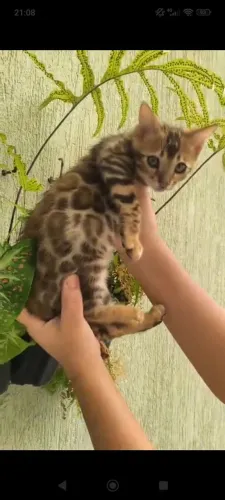 ?LINDA FILHOTE BENGAL?