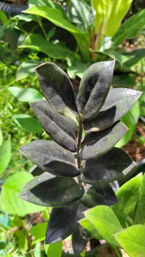 Plantas, coleção, plantas raras, Zamioculca black