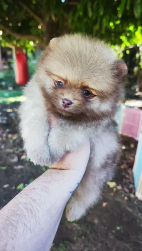 Spitz alemão anão 
