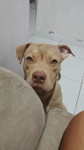 Pitmonster 