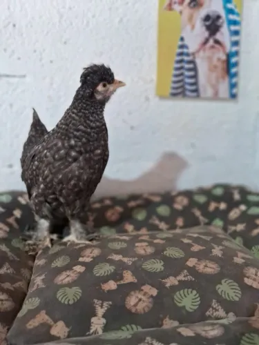 Frango Mestiço de sedosa do Japão com galinha caipira