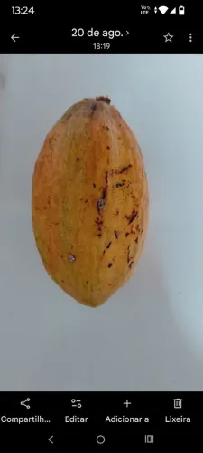 VENDO MUDAS DE CACAU NOVO