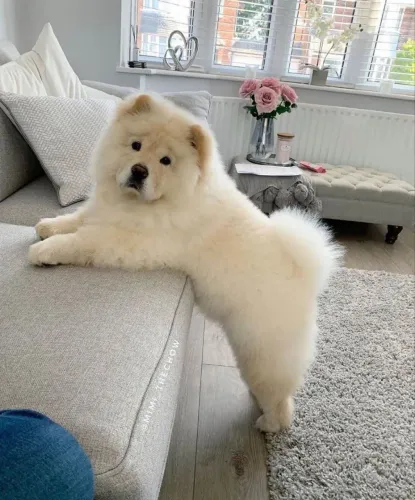 Filhote Chow-Chow, O presente perfeito para sua família está aqui!