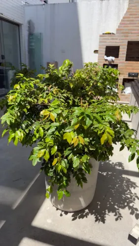 Vaso de jabuticaba 