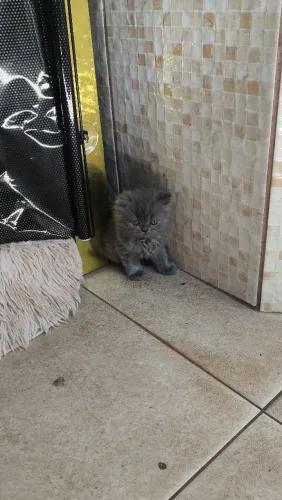 Vendo filhote de Gato Persa