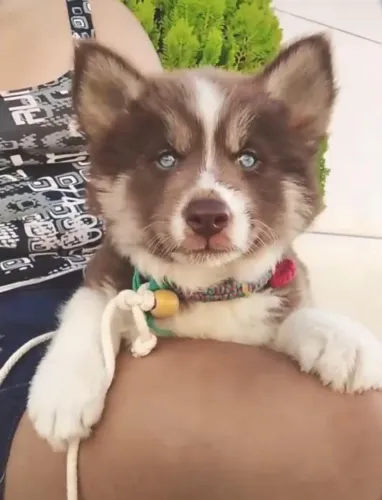 Filhote de husky Siberiano 
