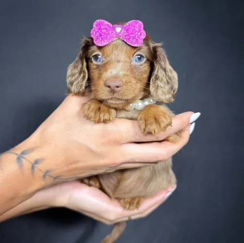 dachshund pelo longo 