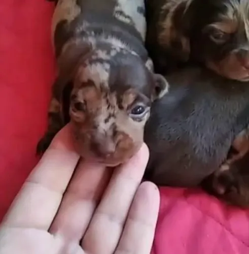 Filhote Basset Tekel / Arlequim/Choco Merle