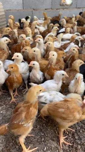 PINTINHO DE GALINHA GLC (OVOS COLORIDOS)