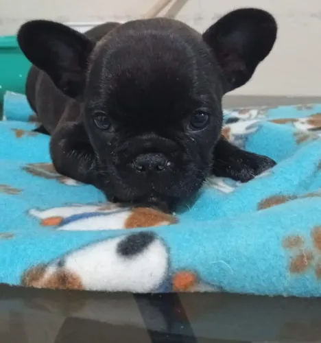 Buldogue francês