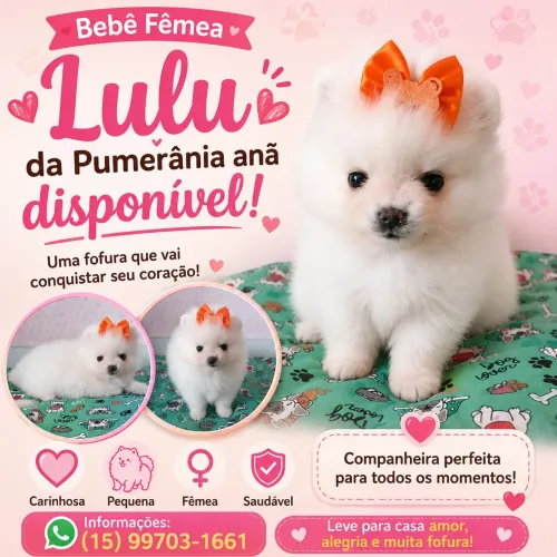 Bebê de Spitz anã