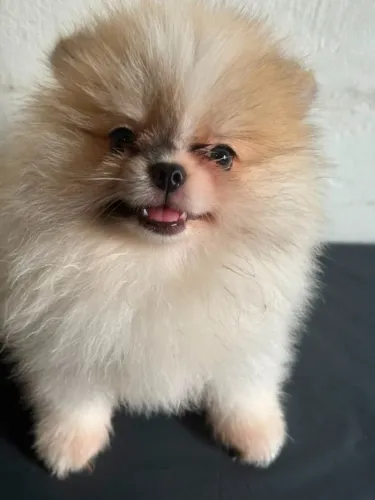 Filhote Spitz alemão anão (macho)com Pedigree