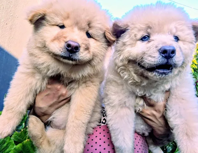 Filhotes de Chow-Chow parcelo no cartão 