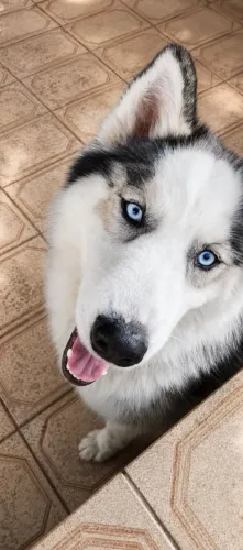 HUSKY SIBERIANO FÊMEA DISPONÍVEL