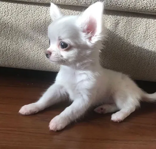 Chihuahua pelo longo e pelo curto a pronta entrega 