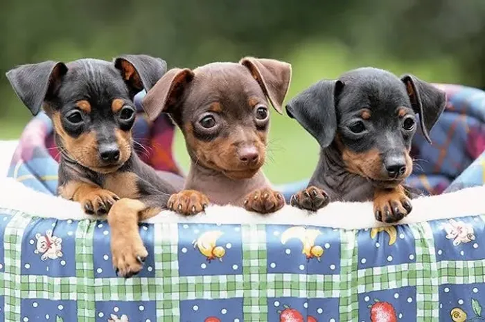 Pinscher miniatura-Lindos Filhotinhos com Vacinação Importada- e Garantias em Contrato