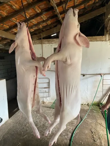 Leitoas 
