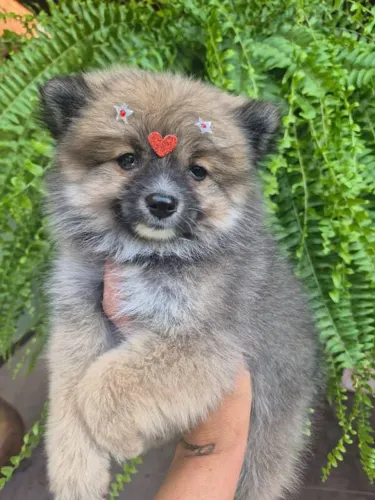 Filhote Spitz Alemão, Os mais fofos e brincalhões esperam por você!