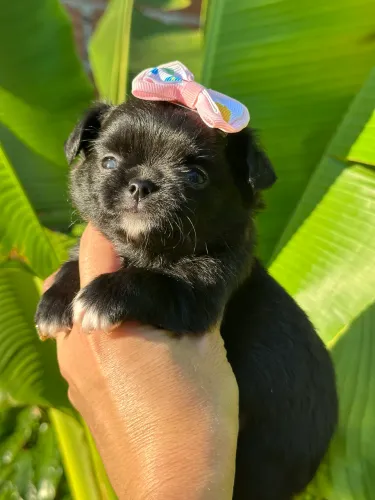 Chihuahua Black pêlo Longo- Disponível  Femêa com 45 dias 