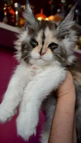 Carinhosos Maine Coon