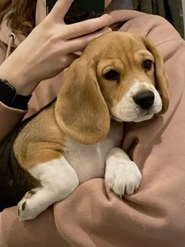 Beagle Filhotes Fofos na Cor Tricolor 