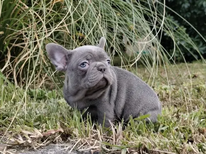 Bulldog frances Afetuoso, brincalhão, sociável, inteligente