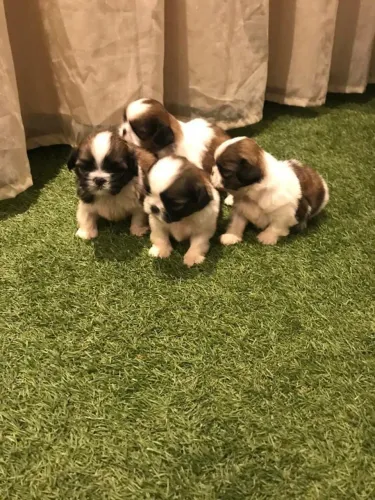 Shih Tzu maravilhosa