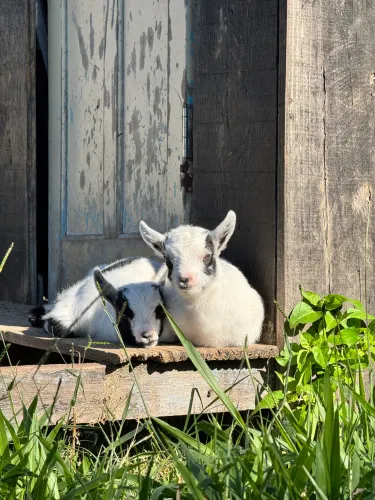 Mini cabra 