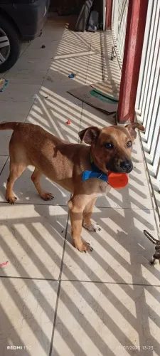 Doa se cachorro caramelo