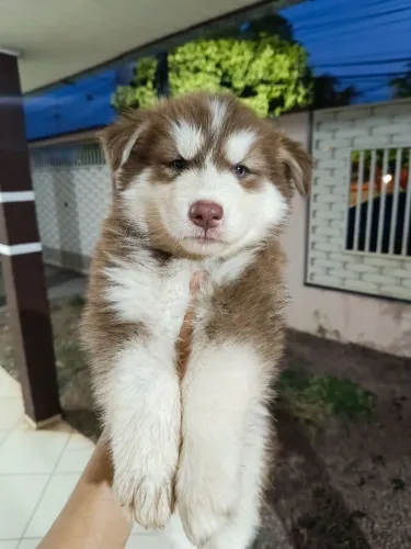 Filhotes de husky siberiano - Sinop/MT