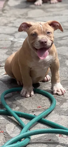 Vendo PIT MONSTER