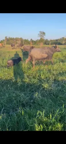 Gado búfalo