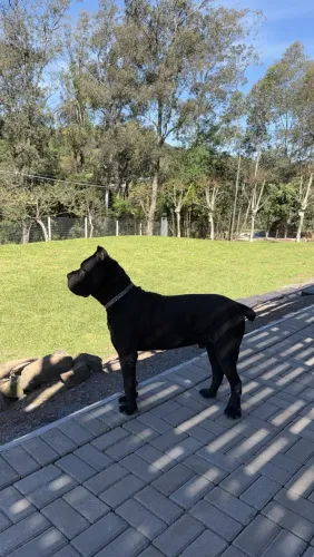 Filhote Cane Corso Italiano