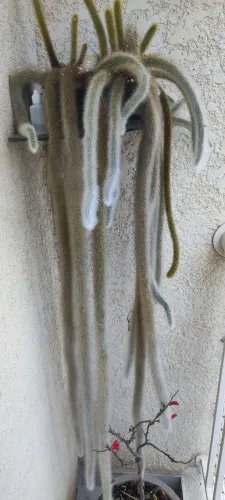 Planta cacto rabo de macaco 