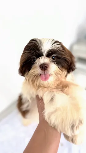 Shih Tzu Fígado